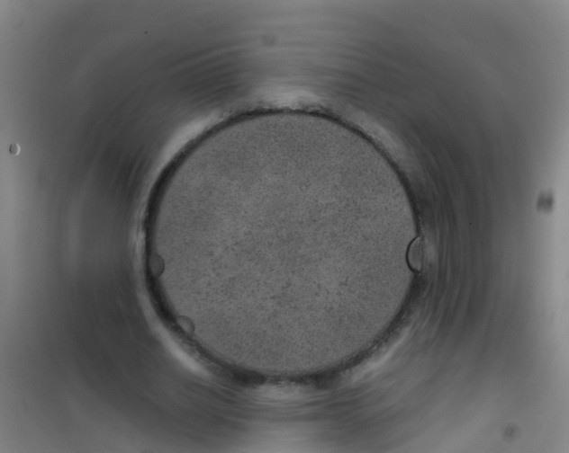 X0000100420630200807032102