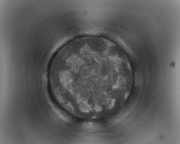 X0000100420634200807032102