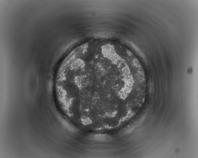 X0000100420637200807032102