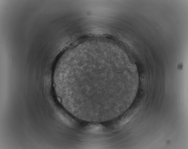 X0000100420642200807032102