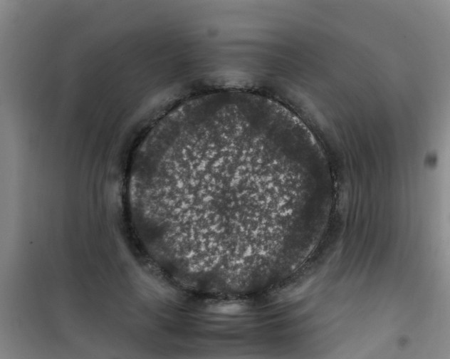 X0000100420643200807032102