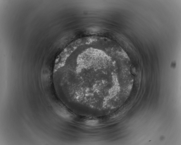 X0000100420653200807032102