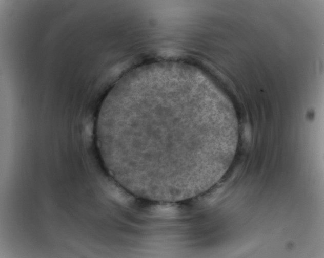 X0000100420668200807032102