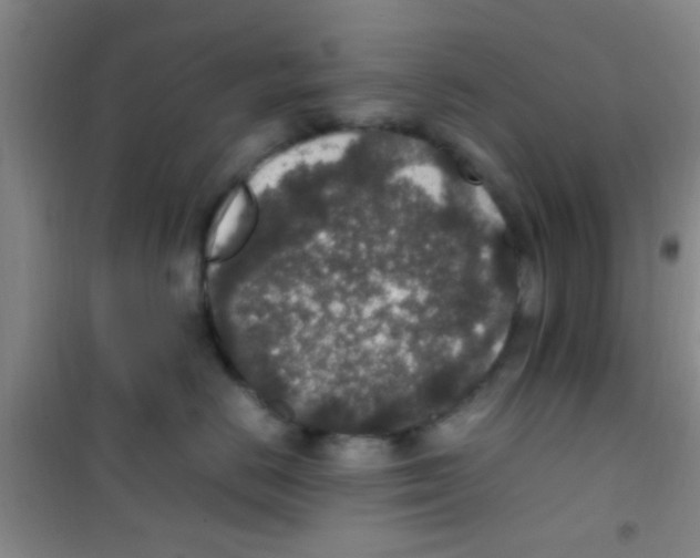 X0000100420670200807032102