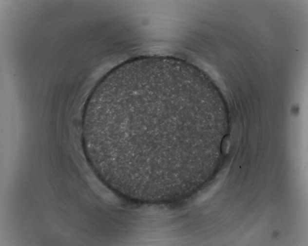 X0000100420673200807032102