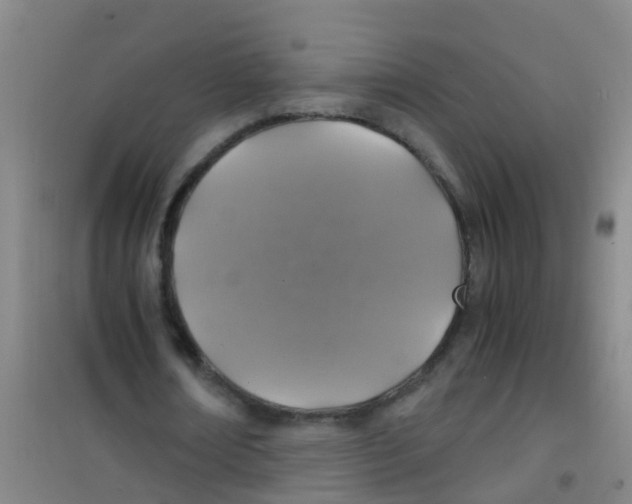 X0000100420674200807032102