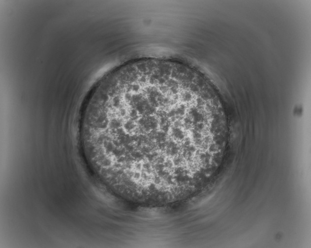 X0000100420679200807032102