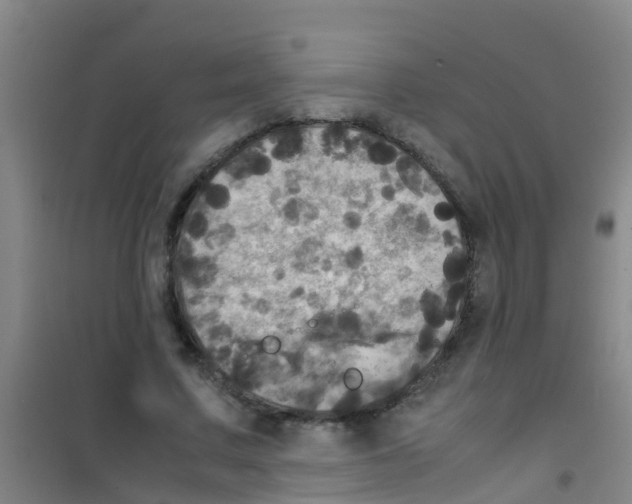 X0000100420683200807032102