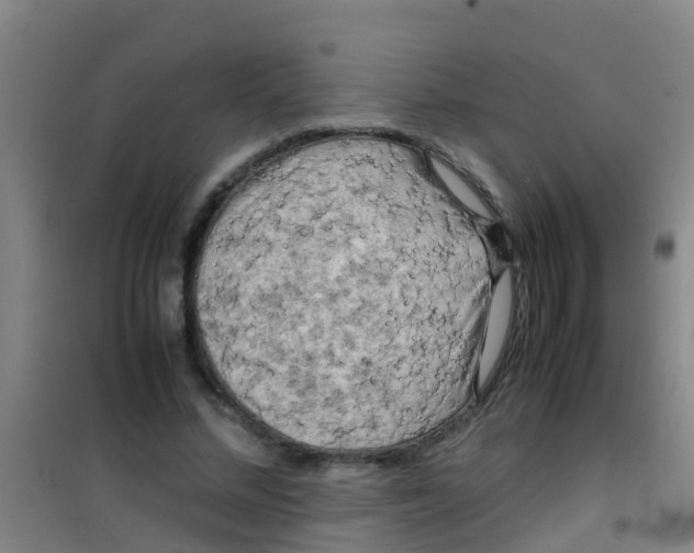 X0000100420684200807032102