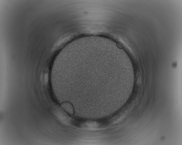 X0000100420685200807032102