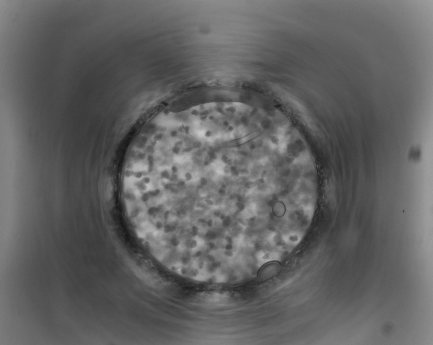 X0000100420687200807032101