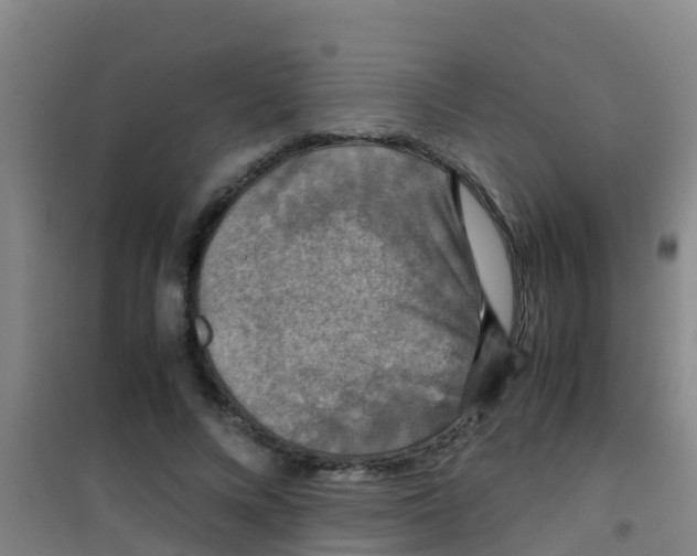 X0000100420688200807032101