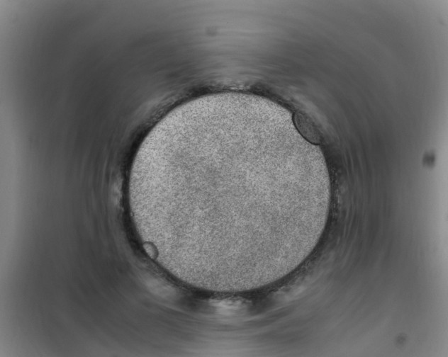 X0000100420693200807032101