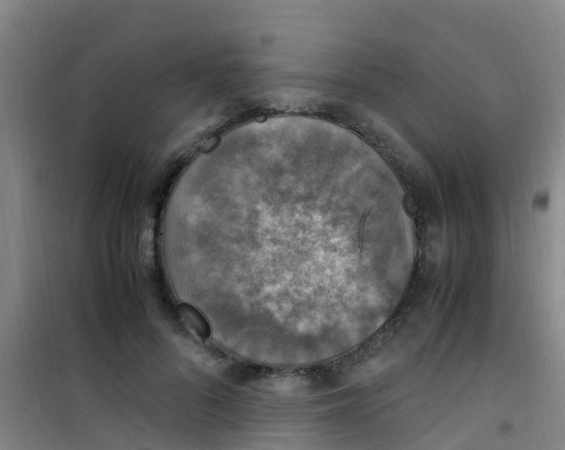 X0000100420696200807032101