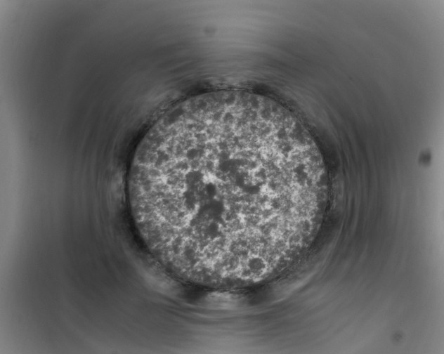 X0000100420699200807032101