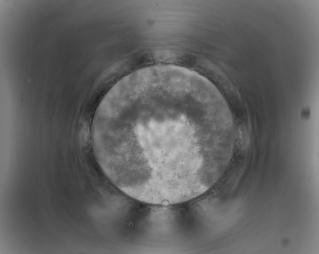 X0000100420705200807032101