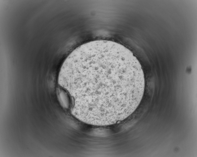 X0000100420708200807032101