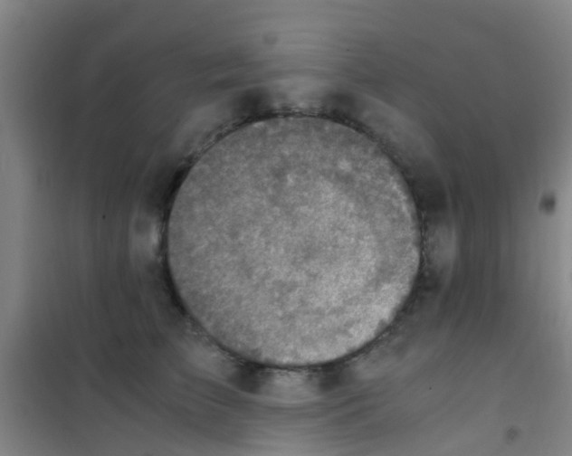 X0000100420709200807032101