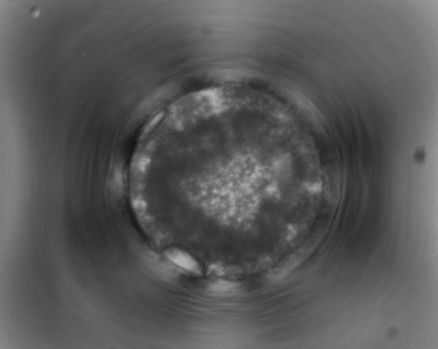 X0000100420718200807032101