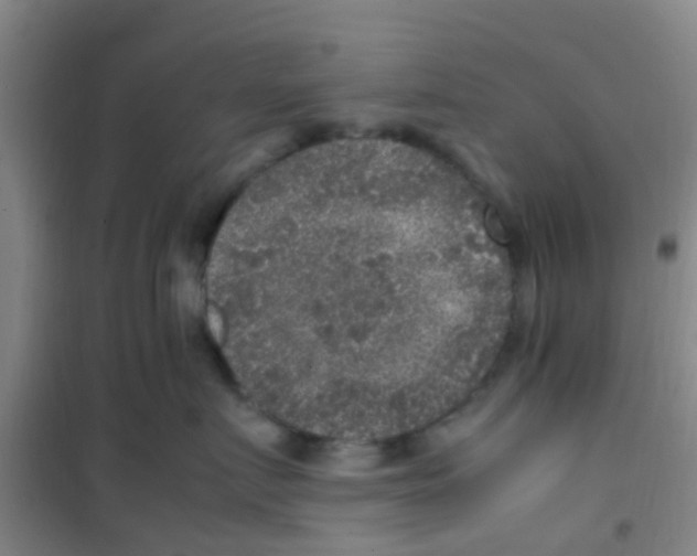 X0000100420719200807032101