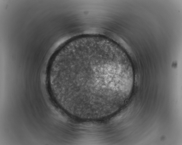 X0000100420724200807032100