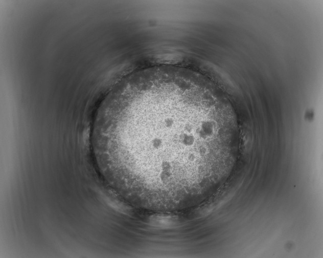 X0000100420745200807032100