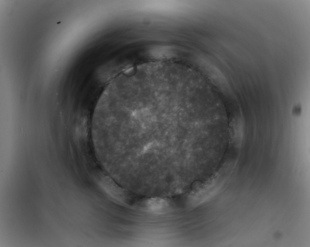 X0000100420762200807032101