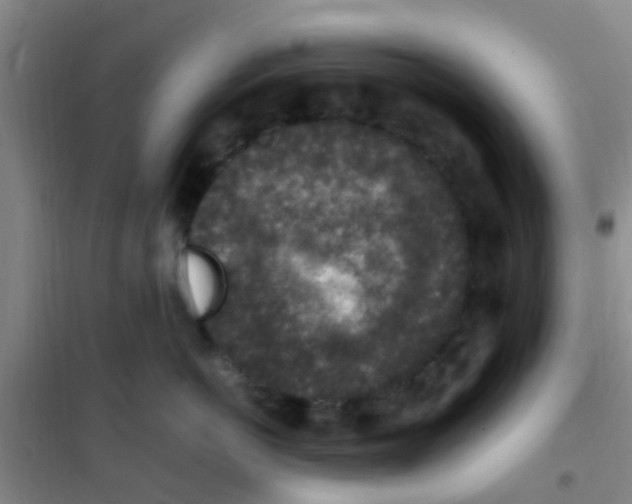 X0000100420766200807032101