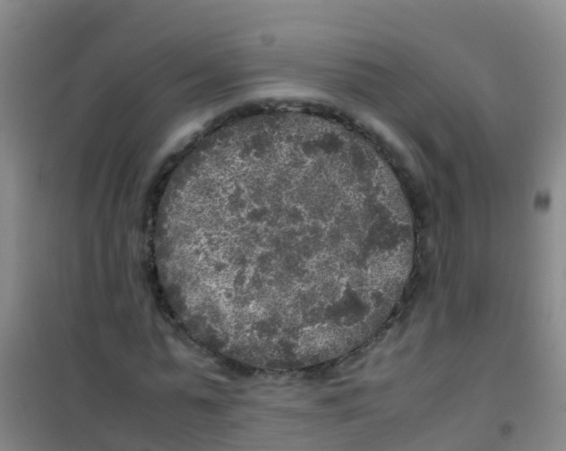 X0000100420775200807032100