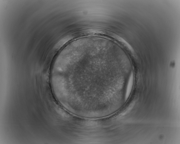 X0000100420785200807032100