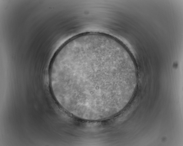 X0000100420887200807032058