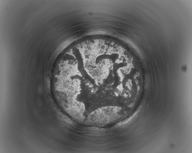 X0000100420921200807032057