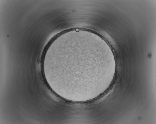 X0000100420924200807032057