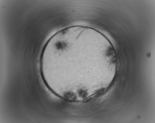 X0000100420999200807032057