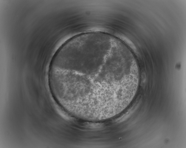 X0000100421039200807032056