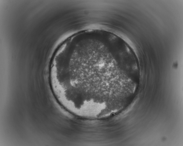 X0000100421045200807032056