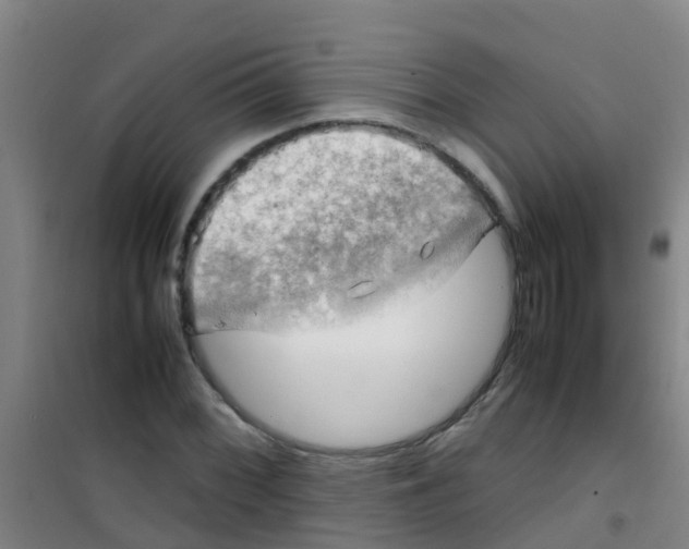 X0000100421068200807032056