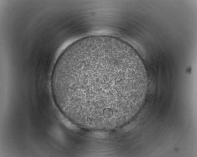 X0000100421086200807032055