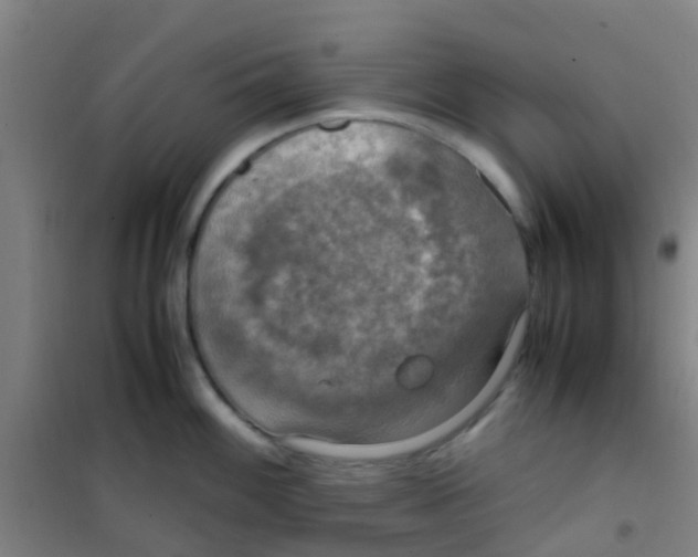 X0000100421100200807032055