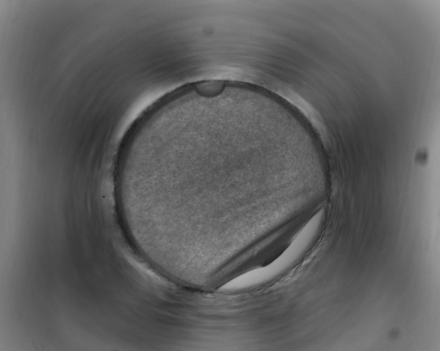 X0000100421120200807032055