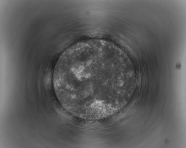 X0000100421154200807032054