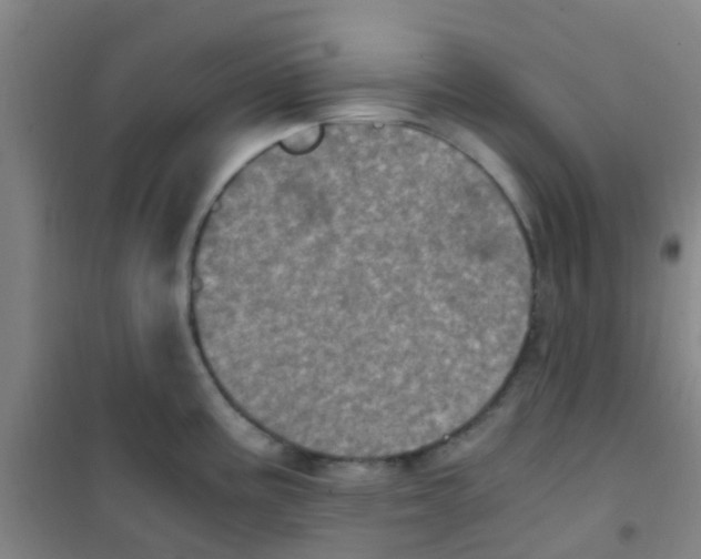 X0000100421195200807032054