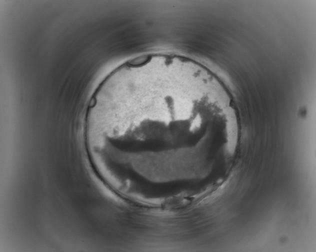 X0000100421239200807032053