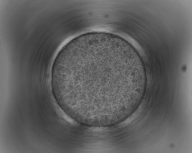 X0000100421240200807032053