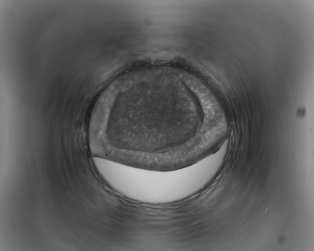 X0000100421252200807032053