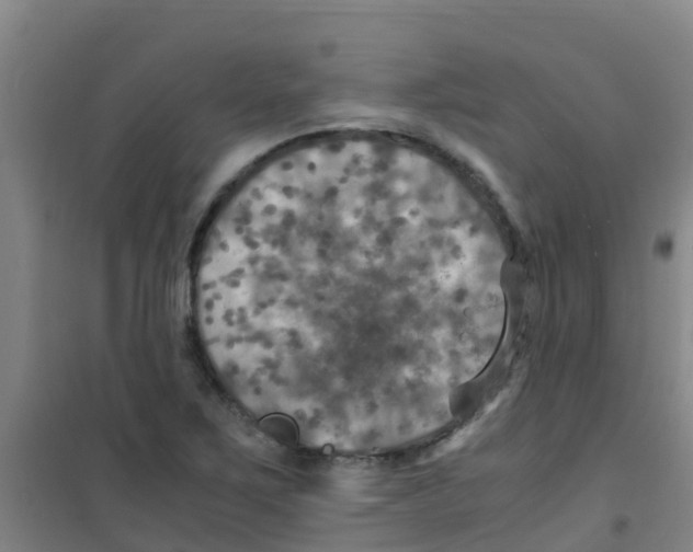 X0000100421267200807032052