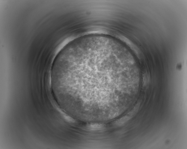 X0000100421274200807032052