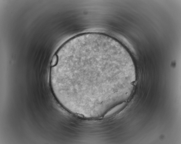 X0000100421276200807032052