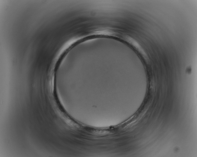 X0000100421323200807032052