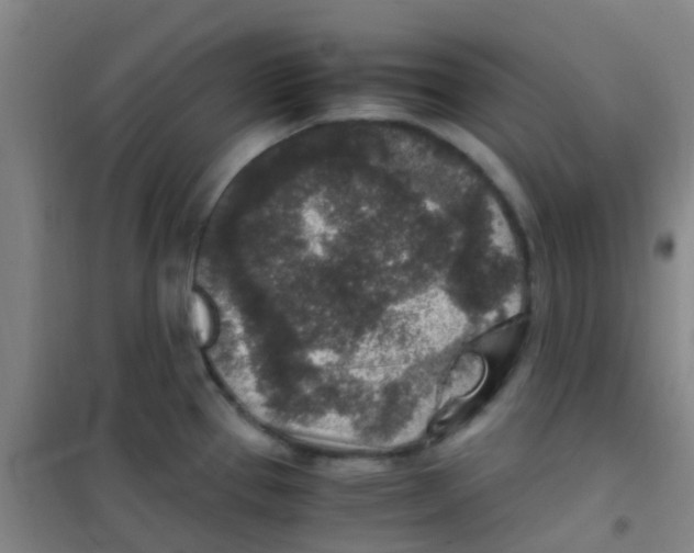 X0000100421337200807032052